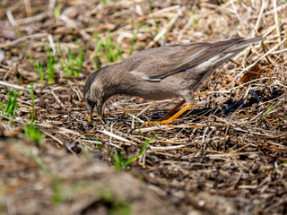 Obraz premium 地面を歩くムクドリ