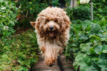 Beautiful brown curly-haired goldendoodle or labradoodle dog in the garden in summer