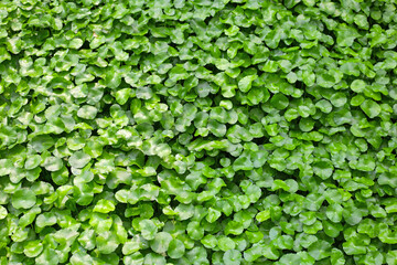 Gotu Kola, Centella Asiatica, Asiatic Pennywort. Herbal Plant