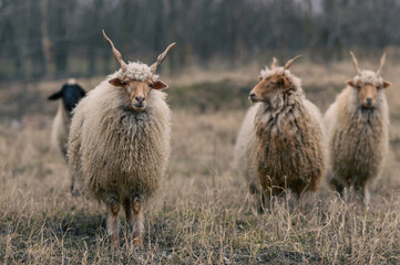 Racka sheeps on the field