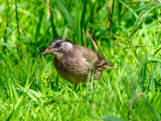地面を歩くムクドリ