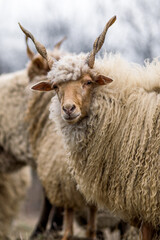 Racka sheeps on the field