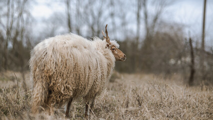 Racka sheeps on the field
