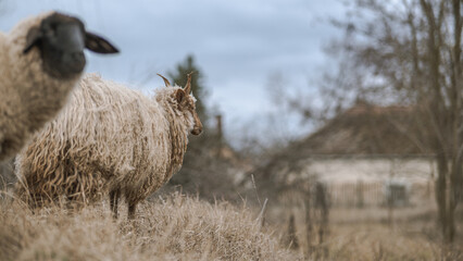 Racka sheeps on the field
