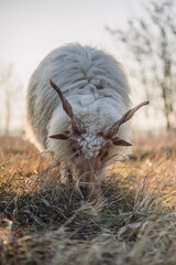 Hungarian Racka sheeps on a field and in a forest