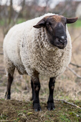 Suffolk sheeps grazing on field