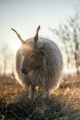 Hungarian Racka sheeps on a field and in a forest