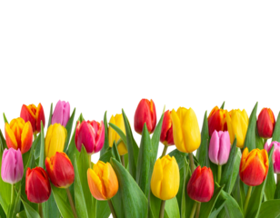 tulips multicolor flowers isolated on transparent background, Red yellow blue tulip f