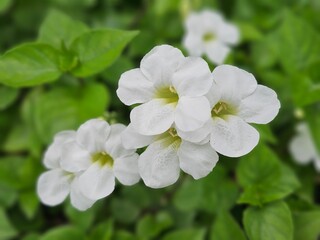 white Asystasia Gangetica, flowers on wooden background, white small flowers chapter bush, garden of flower