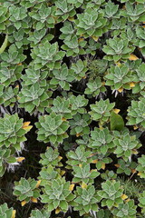 green leaves