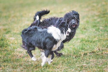 A pair of dogs play in the lawn