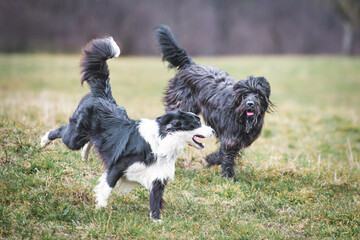 Pair of dogs runs in the meadow