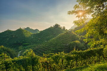 Steep Prosecco hills with vineyards at sunset, Veneto, Italy