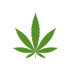 cannabis leaf on white background