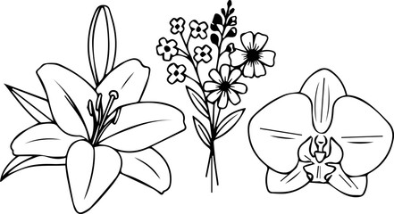 Elegant line art floral collection featuring lilies orchids and delicate wildflowers for artistic projects © Muhammad