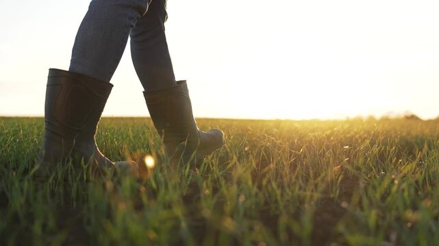 Walking through grass field at sunrise boot in rubber boot steps across green grass and soil with mud sunlight warms countryside land boot pressing into earth during outdoor walk and warm glow