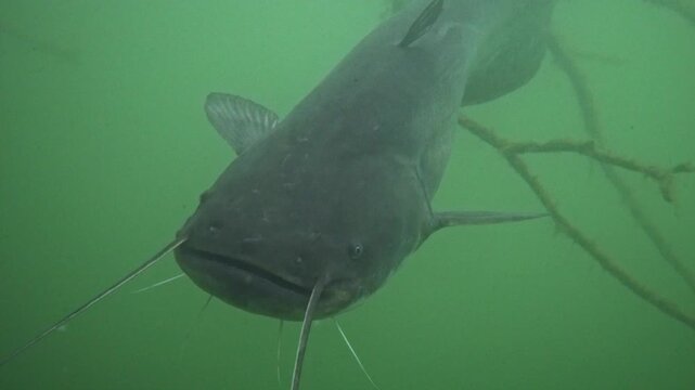 Close-up of European catfish face to face in nature habitat. Big curious fish floating straight to the camera staring. Underwater wildlife in green tones in background