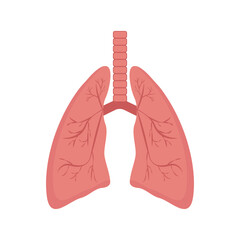 The image depicts a simplified anatomical illustration of human lungs highlighting their basic structure.