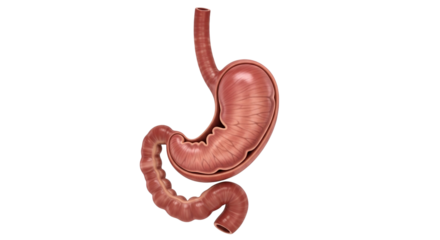 Realistic Anatomy Stomach Isolated Transparent Background