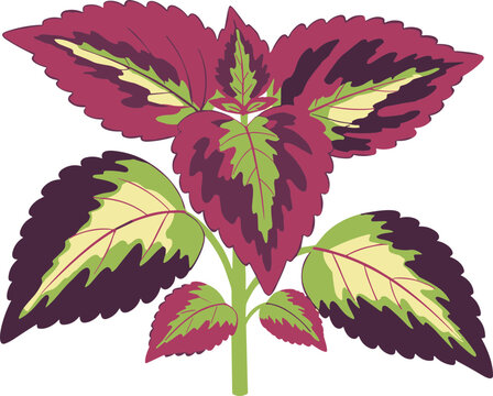 Colorful Flat Coleus Plant Isolated Illustration with Ornamental Leaves and Stem