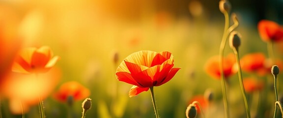 Vibrant poppy flower in field 