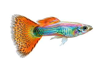 Vibrant, colorful fish with intricate scales against a stark black background.