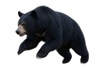 Obraz premium A detailed illustration of a black bear in a dynamic pose against a stark black background.