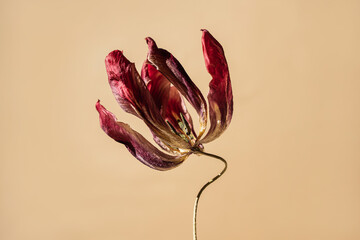 Elegant tulip flower, rich burgundy petals and green stem