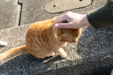 可愛い野良猫を撫でる人　茶トラ猫