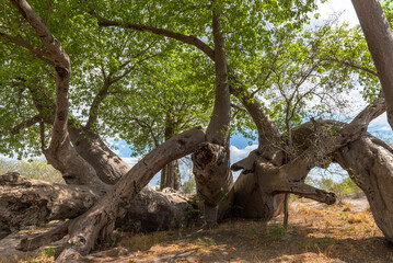 Old baobab tree in Khaudum National Park, Namibia