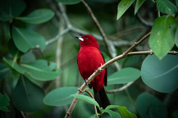 Male Tiê-Sangue (Ramphocelus bresilius) Perched on Branch Among Green Leaves in Brazil