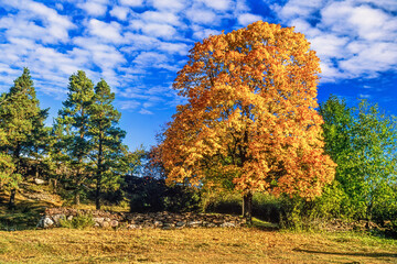 Scenic view at a tree in autumn colors in a meadow a sunny autumn day
