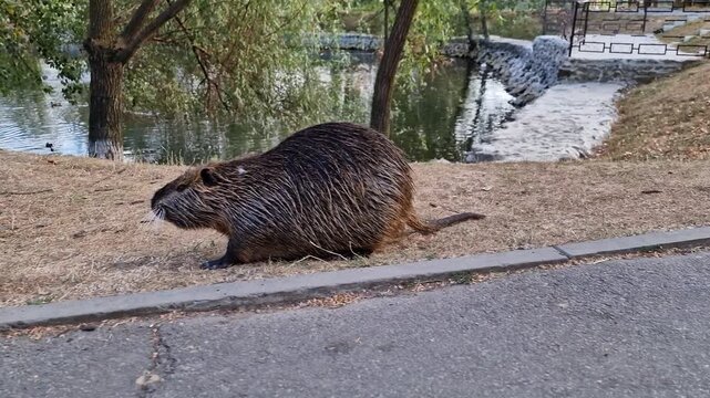 Watch the nutria sniffing around the shoreline, looking for food in its natural habitat. 