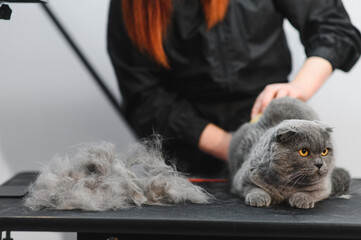 Cat grooming in pet beauty salon. Grooming master cuts and shaves a cat, cares for a cat. The vet...