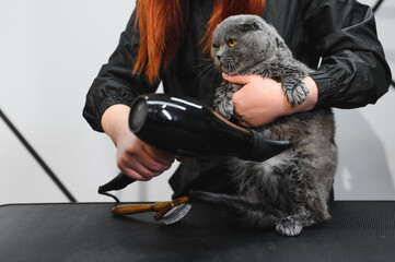 cat under hairdryer after shaving and bath on grooming salon. Master pet hairdresser giving...
