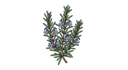 Rosemary Herb Plant Image.