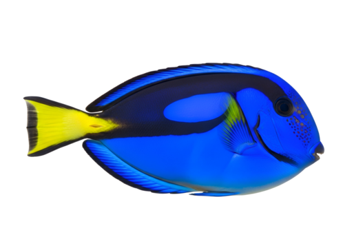 Vibrant blue and yellow fish features a striking profile against a stark black background.