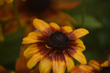 Rudbeckia Black Eyed Susan after rain close up