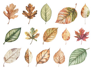 Fototapeta premium Illustrated autumn leaves collection.