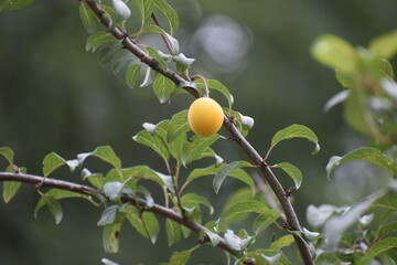 Branch of mirabelle plum variety with green leaves close up