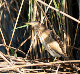 Little bittern, Ixobrychus minutus. A bird sits in the reeds by the river