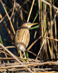 Little bittern, Ixobrychus minutus. A bird sits on broken dry reeds by the water, waiting for prey