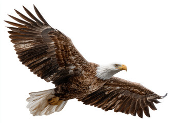 Obraz premium Bald eagle in flight against a white background. Powerful bird of prey with outstretched wings, displaying its brown and white plumage. Sharp focus on the bird