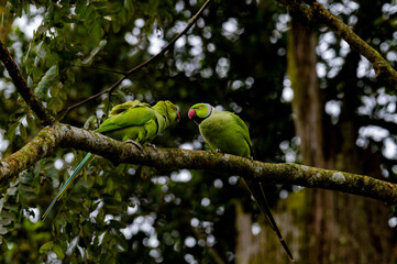 Rose-ringed Parakeets Perched on Tree Branch in Natural Habitat