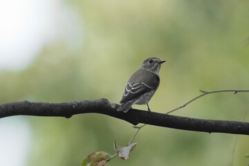 Obraz premium 枝に止まるエゾビタキ