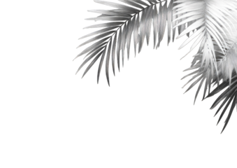 Silver palm fronds against a black background