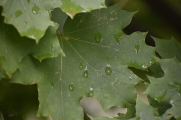 Maple leaf with water droplets on green background close up