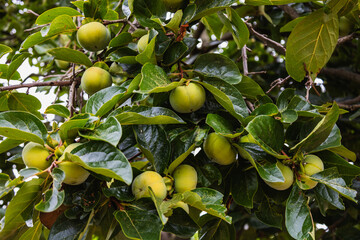 Green delicious persimmon on a spreading heavy branch. Unfumed edible fruits are surrounded by lush leaves