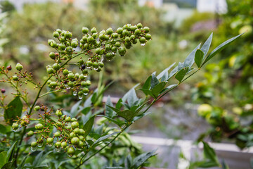 Decorative berries Indian Lilac (Lagersstroemia Indica or Crepe Myrtle). Bunny with leaves and droplets of water