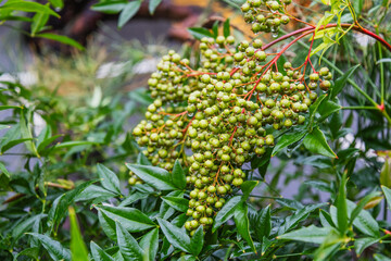 Inedible fruits of Indian Lilac (Lagerstroemia Indica or Crepe Myrtle). Green bush with heavy thunders full of seeds